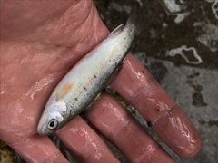 Oncorhynchus gilae