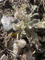 Astragalus newberryi