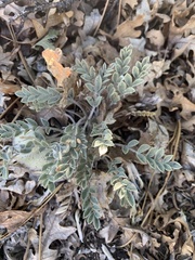 Astragalus newberryi