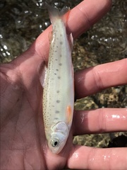 Oncorhynchus gilae