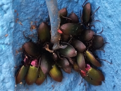Neoaulacoryssus speciosus