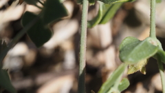 Mirabilis laevis retrorsa