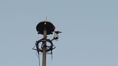 Parabuteo unicinctus