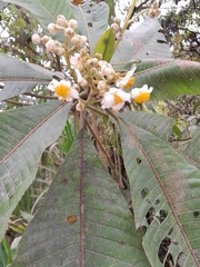 Saurauia