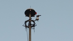 Parabuteo unicinctus