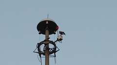 Parabuteo unicinctus
