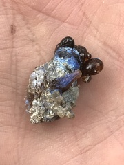 Pseudotsuga menziesii