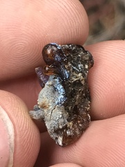 Pseudotsuga menziesii