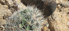 Mammillaria tetrancistra