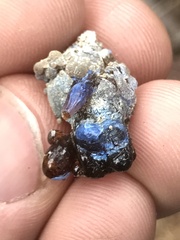 Pseudotsuga menziesii