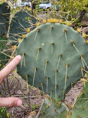 Opuntia alta