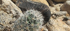 Mammillaria tetrancistra