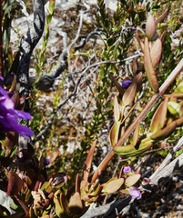 Prostanthera hindii