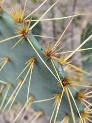 Opuntia alta