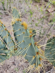 Opuntia alta