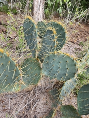 Opuntia alta