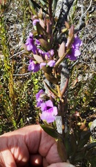 Prostanthera hindii