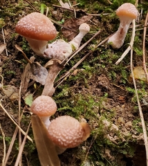 Armillaria gallica
