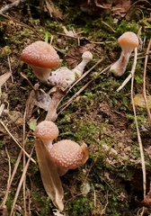 Armillaria gallica
