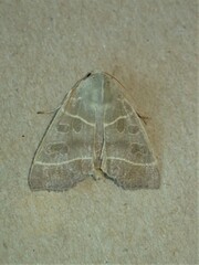 Ipimorpha pleonectusa