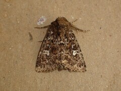 Properigea albimacula