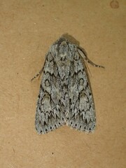 Andropolia aedon