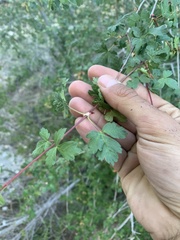 Acer glabrum diffusum