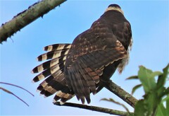 Chondrohierax uncinatus