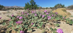 Abronia villosa villosa