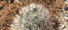 Mammillaria tetrancistra