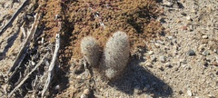 Mammillaria tetrancistra
