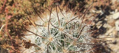 Mammillaria tetrancistra