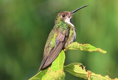 Anthracothorax nigricollis