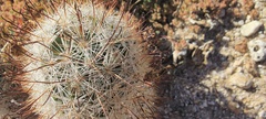 Mammillaria tetrancistra