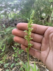 Platanthera tescamnis