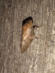 Cephisus siccifolius