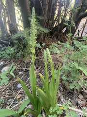 Platanthera tescamnis