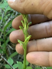 Platanthera tescamnis