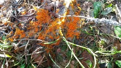 Byssonectria terrestris