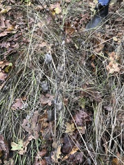 Camassia leichtlinii