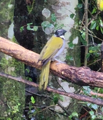 Saltator atriceps