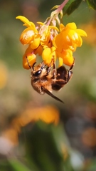 Cadeguala occidentalis