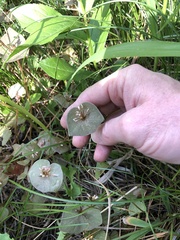 Claytonia