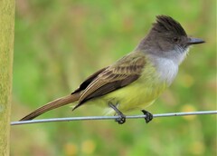 Myiarchus tuberculifer