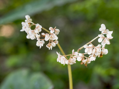 Begonia goegoensis