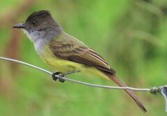 Myiarchus tuberculifer