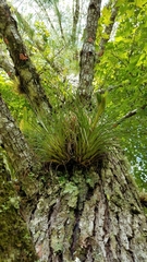 Tillandsia punctulata