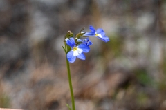 Lobelia comosa