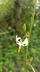 Echeandia parviflora