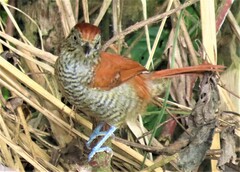 Thamnophilus multistriatus